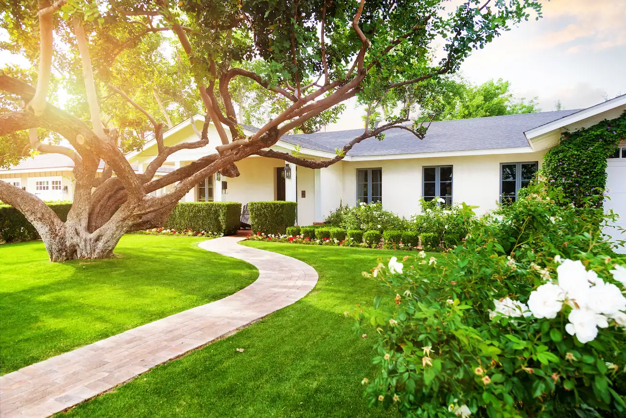 green front yard lawn