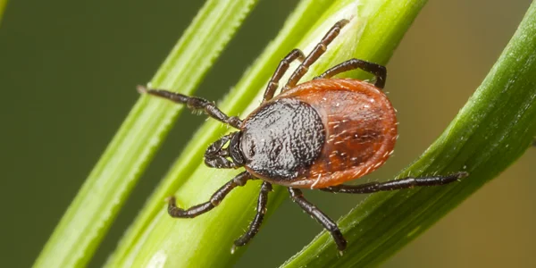 tick on grass
