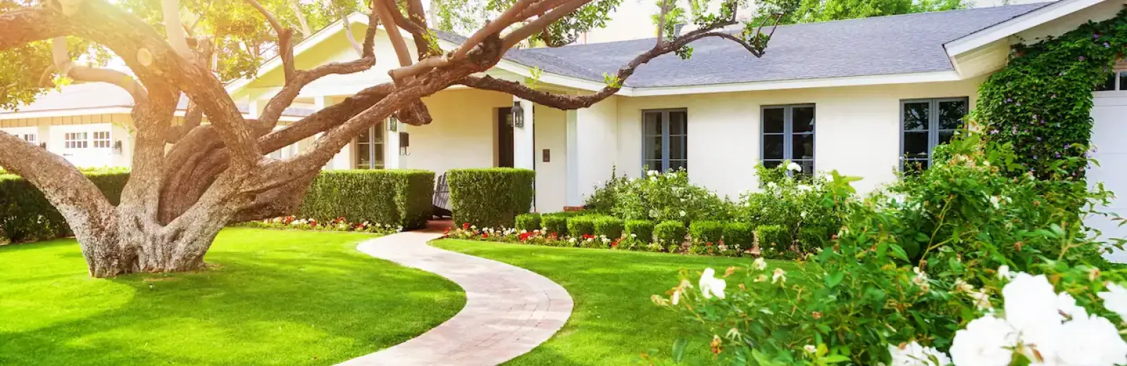 green front yard lawn