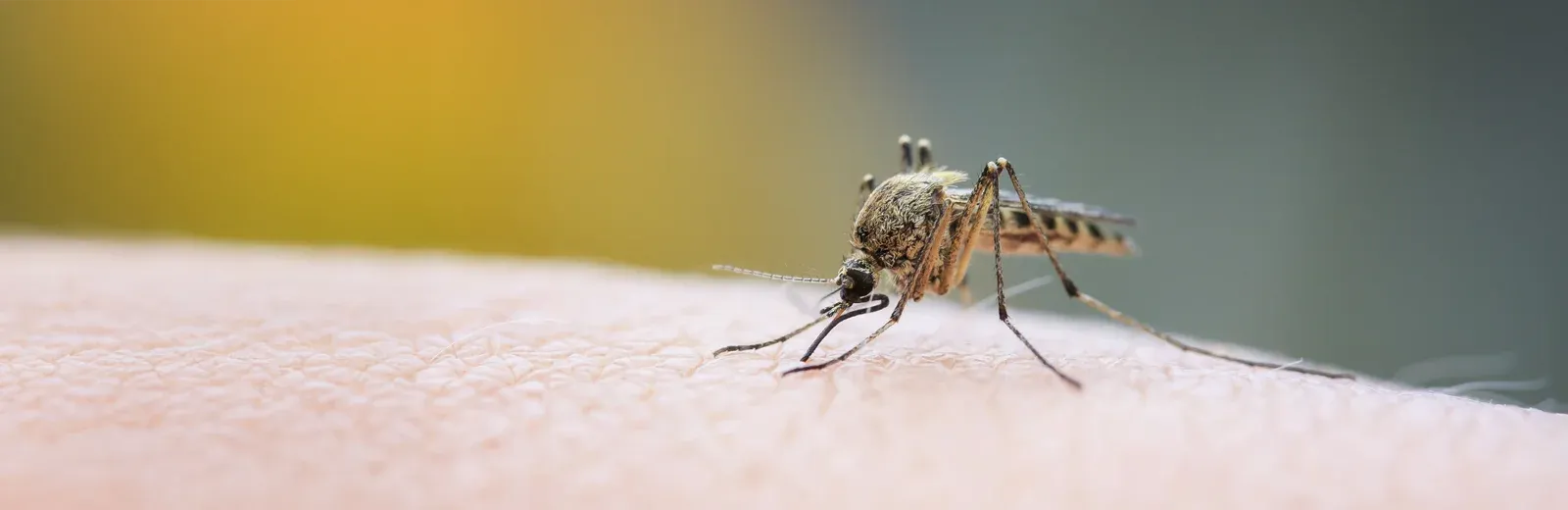 mosquito landing on someone's arm