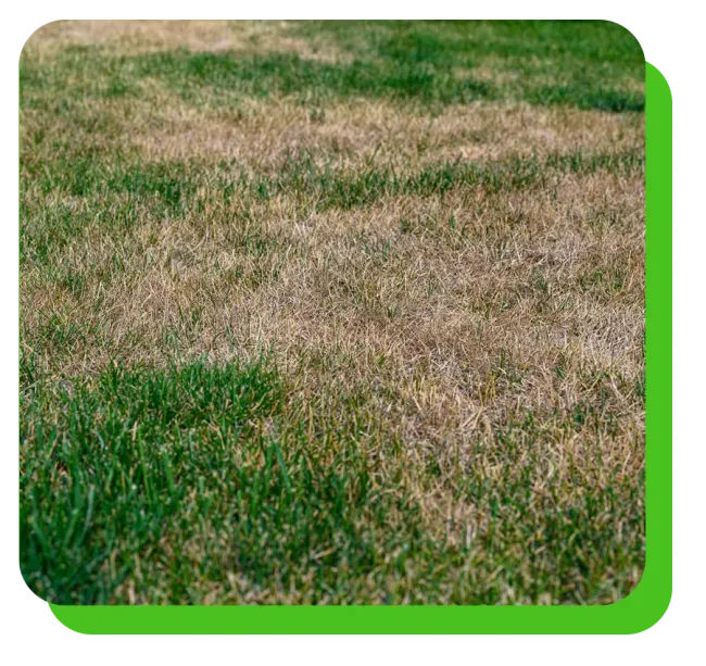 lawn disease