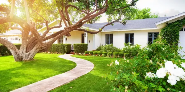 green front yard lawn