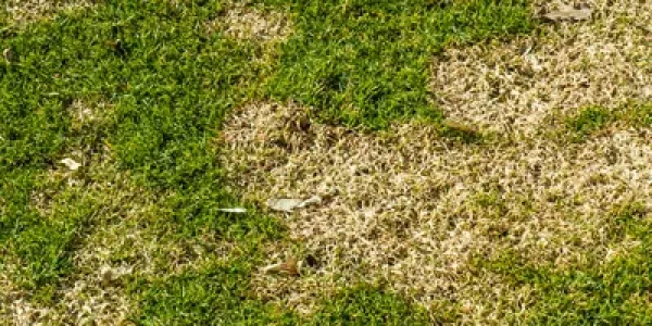 lawn with lawn disease 