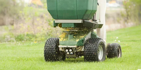 overseeding lawn 